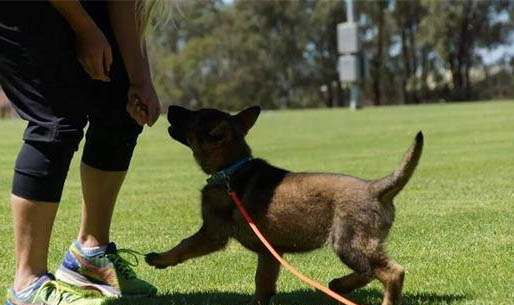 幼犬细小症状