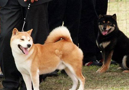 日本秋田犬价格多少钱一只