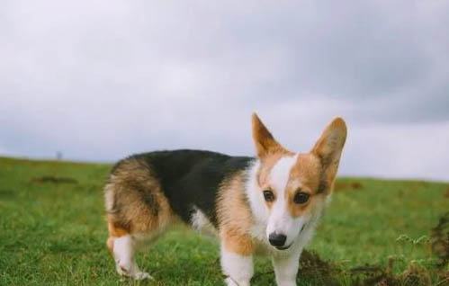 柯基幼犬多少钱一只