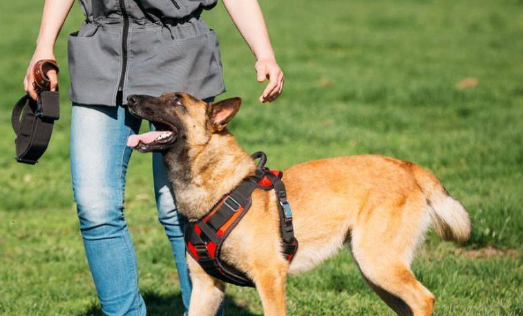 家养马犬需要注意什么