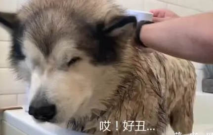 阿拉斯加幼犬狗粮