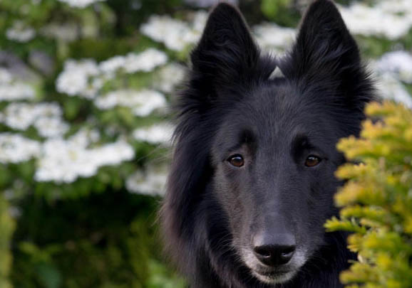 英国古代牧羊犬价格？古牧饲养注意事项有哪些？