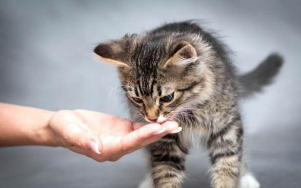 怎样引导猫咪用猫砂盆