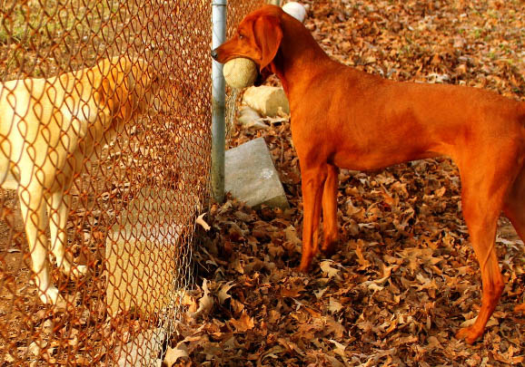 树丛浣熊猎犬饲养有什么注意点