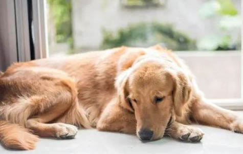 小型家养宠物犬有哪些