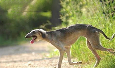 怎样训练细犬捉兔子?