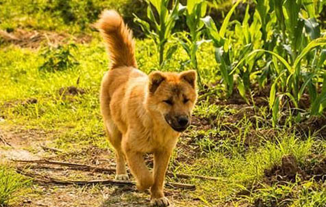 中华田园犬多少钱一只幼犬