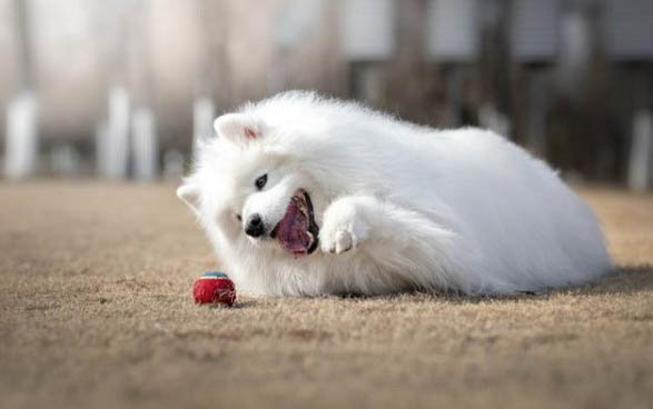 一只纯种萨摩耶幼犬价格多少钱