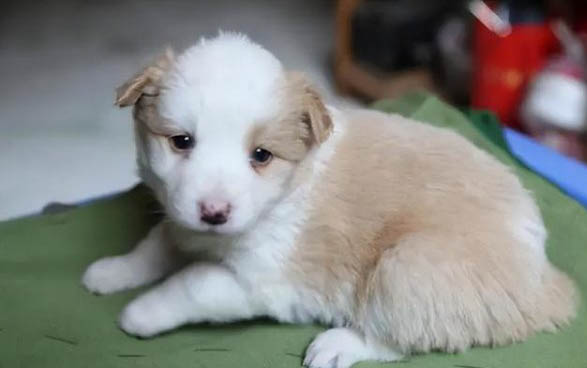 如何选养小狗幼犬狗粮啊