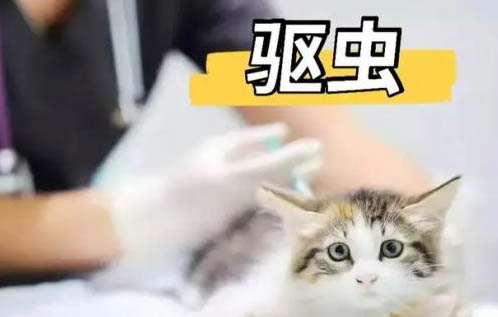 混合型猫砂好吗