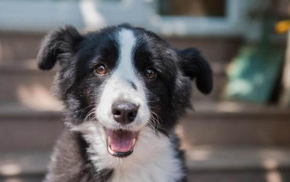 高加索犬为什么不凶