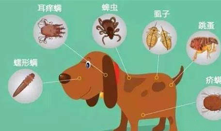 狗狗得犬瘟后一般多久死亡啊？