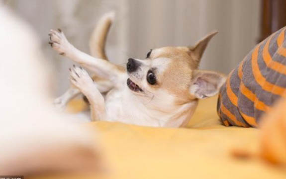 德牧犬不爱吃食怎么办