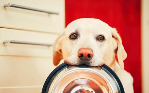 拉布拉多幼犬需要笼子吗