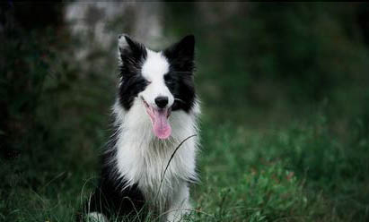 纯种德国牧羊犬多少钱一只