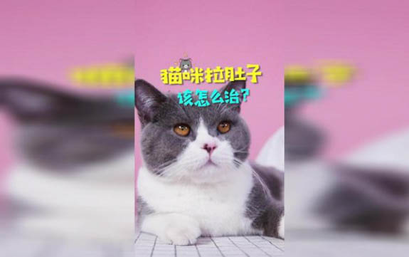 三个月小猫拉软便带血