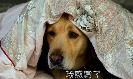 犬瘟房子要消毒多久