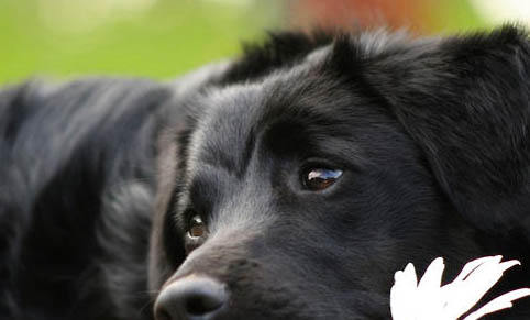 预防狗狗得细小和犬瘟打什么针好