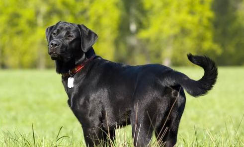 黑色拉布拉多犬的价格是多少