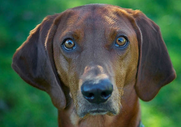 树丛浣熊猎犬一般有多高