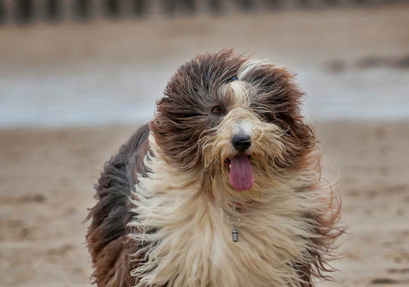 边境牧羊犬幼犬多少钱一只