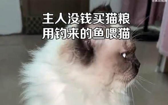 猫吃鱼会被鱼刺卡到吗