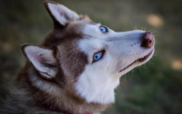 母狗怀孕多久乳房变大？