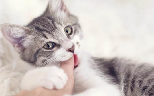 宠物猫：小猫吃体内驱虫药后拉稀禁食多久啊
