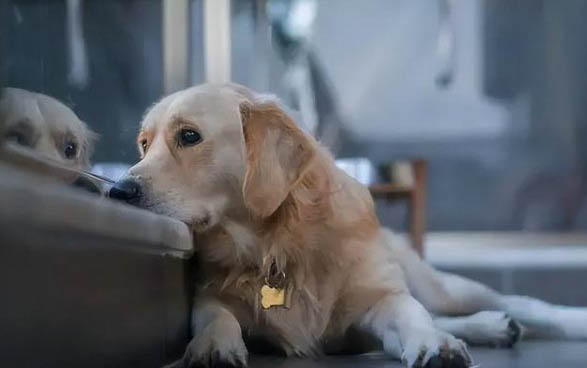 黑色拉布拉多犬的价格是多少钱一只