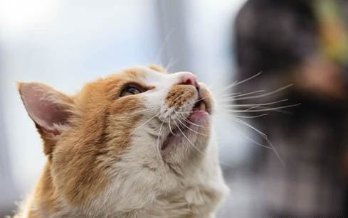 宁波猫舍宁波宠物市场