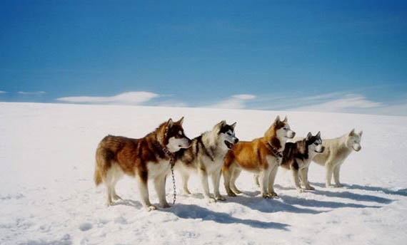 阿拉斯加雪橇犬幼犬怎么养