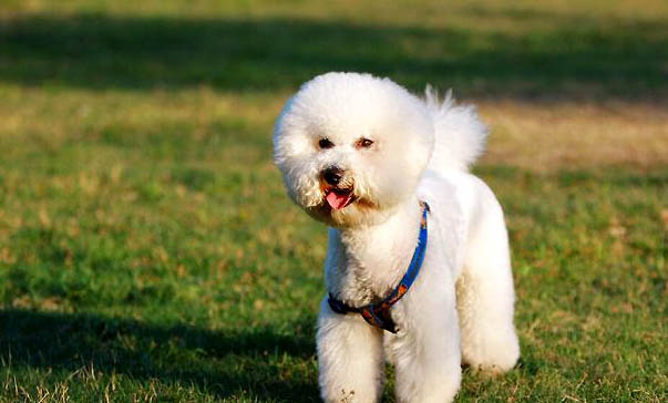 法斗幼犬如何吃狗粮