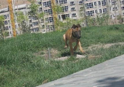 沪芯鲜犬粮多少钱一斤