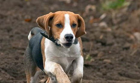 比格犬和柯基犬哪个好