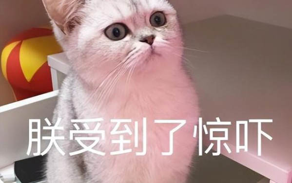 小猫一只眼睛流眼泪是什么原因