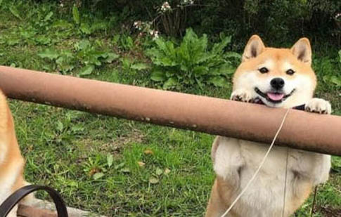 下雨天怎么遛狗