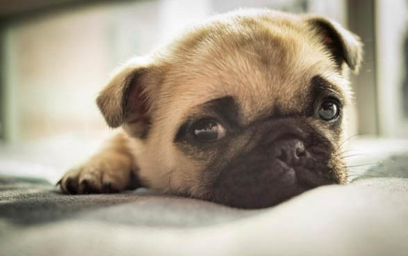 宠物狗：中国家禁养的26种狗 斑点狗为什么禁养