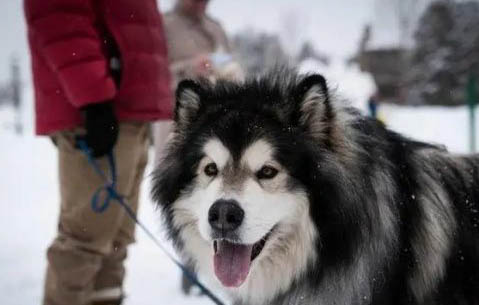 阿拉斯加犬怎么样修毛好看