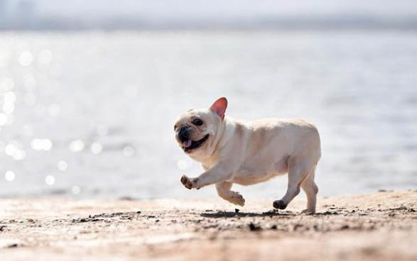 比特犬和美国斗牛犬有什么区别