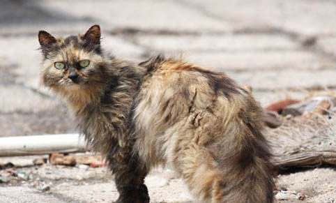 为什么不建议投喂流浪猫