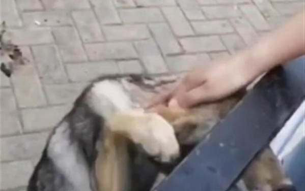 犬瘟不打针多久会好