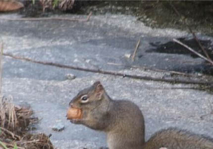 宠物松鼠的饲养