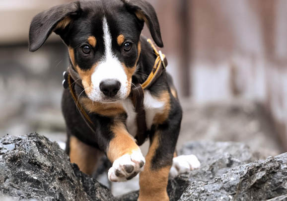 大瑞士山地犬什么颜色好