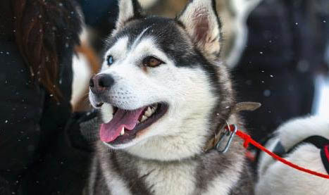 怎么训练阿拉斯加幼犬大小便