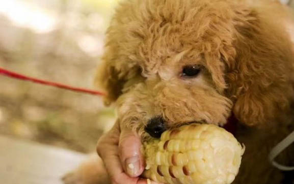 贵宾幼犬一天吃多少狗粮