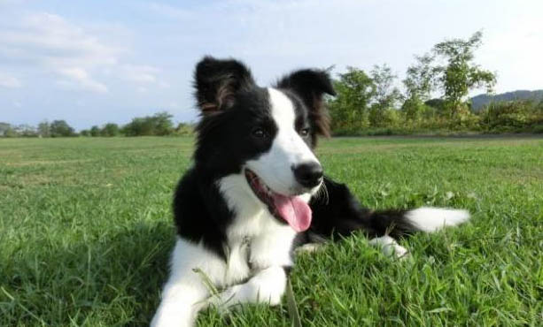 边境牧羊犬幼犬多少钱一只