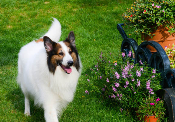 苏格兰牧羊犬多少钱一只纯种