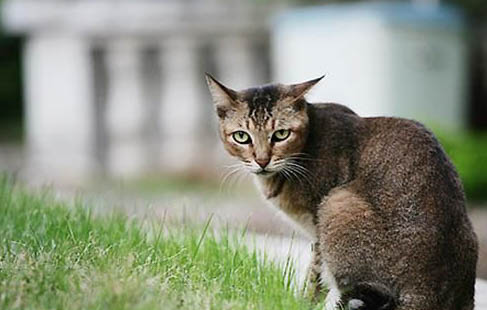 阿比西尼亚猫不拉屎怎么办