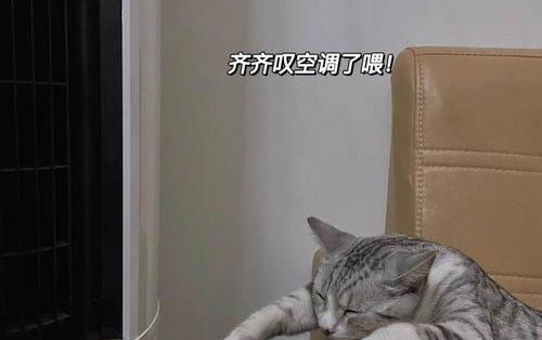 如何辨别小猫公母