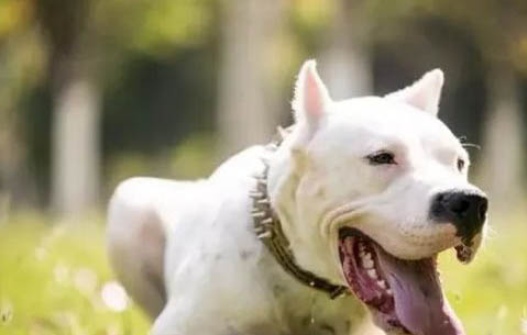 阿根廷杜高犬多少钱一只